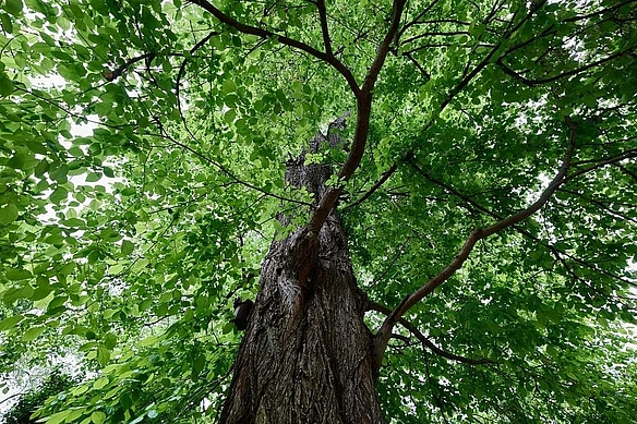 Symbolbild: Flatterulme