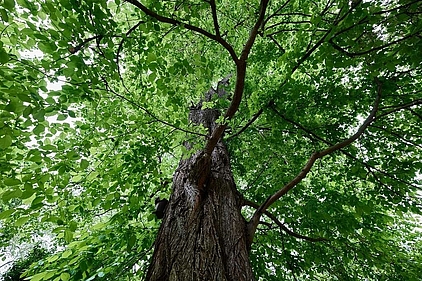 Symbolbild: Flatterulme